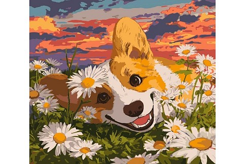 Набір для розпису по номерах Коргі в ромашках" 40х40см KHO6798"