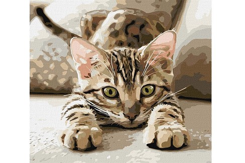 Картина по номерах Грайливе кошеня" 40х40см  KHO6877"