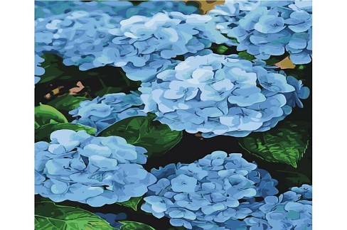 Картина по номерах SY6463 Блакитні бутони", розміром 40х50 см"
