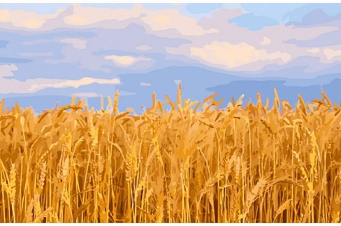 Картина по номерах Пшеничне поле Strateg розміром 40х50 см (GS1337)